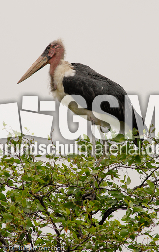 Marabu (22 von 33).jpg